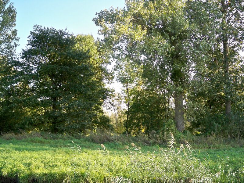 Datei:Allerauenwald1.JPG