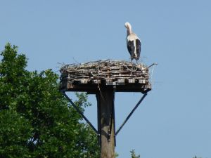 Büstedt Storch.jpg